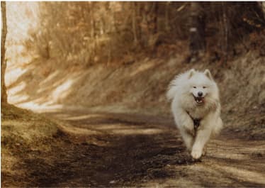 日差しの中を走る白い小型犬