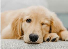 ウィンクするゴールデンレトリバー子犬