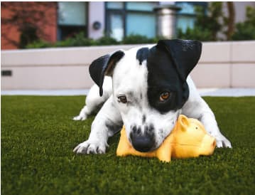 人工芝で黄色いおもちゃで遊ぶ黒白の犬